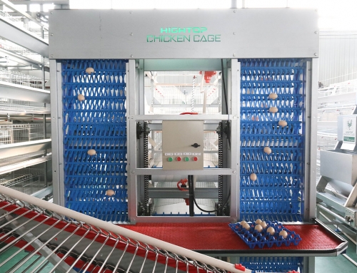 Automatic Egg Collection System, Poultry Egg Collection Machine