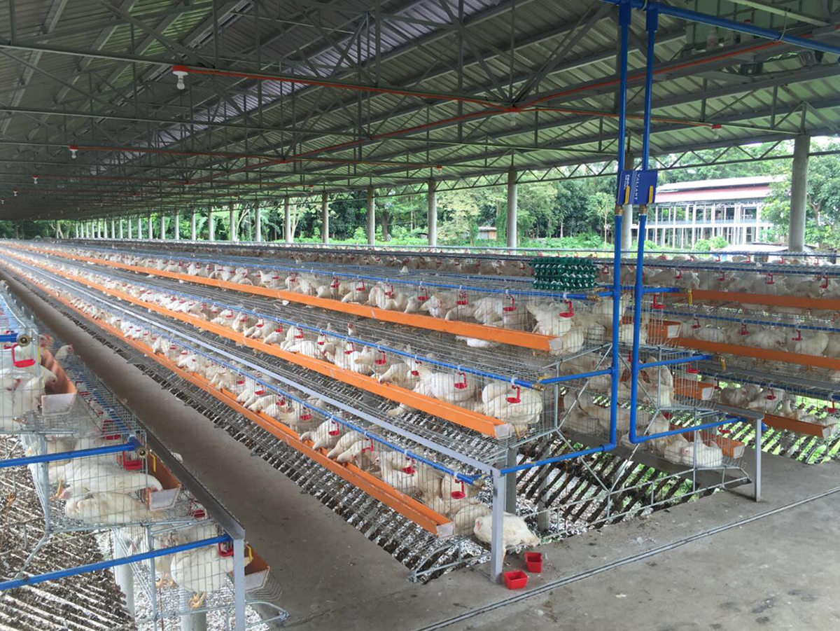 layer chicken cage in philippines