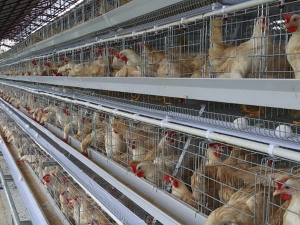A type battery cage project in philippines chikcen cage