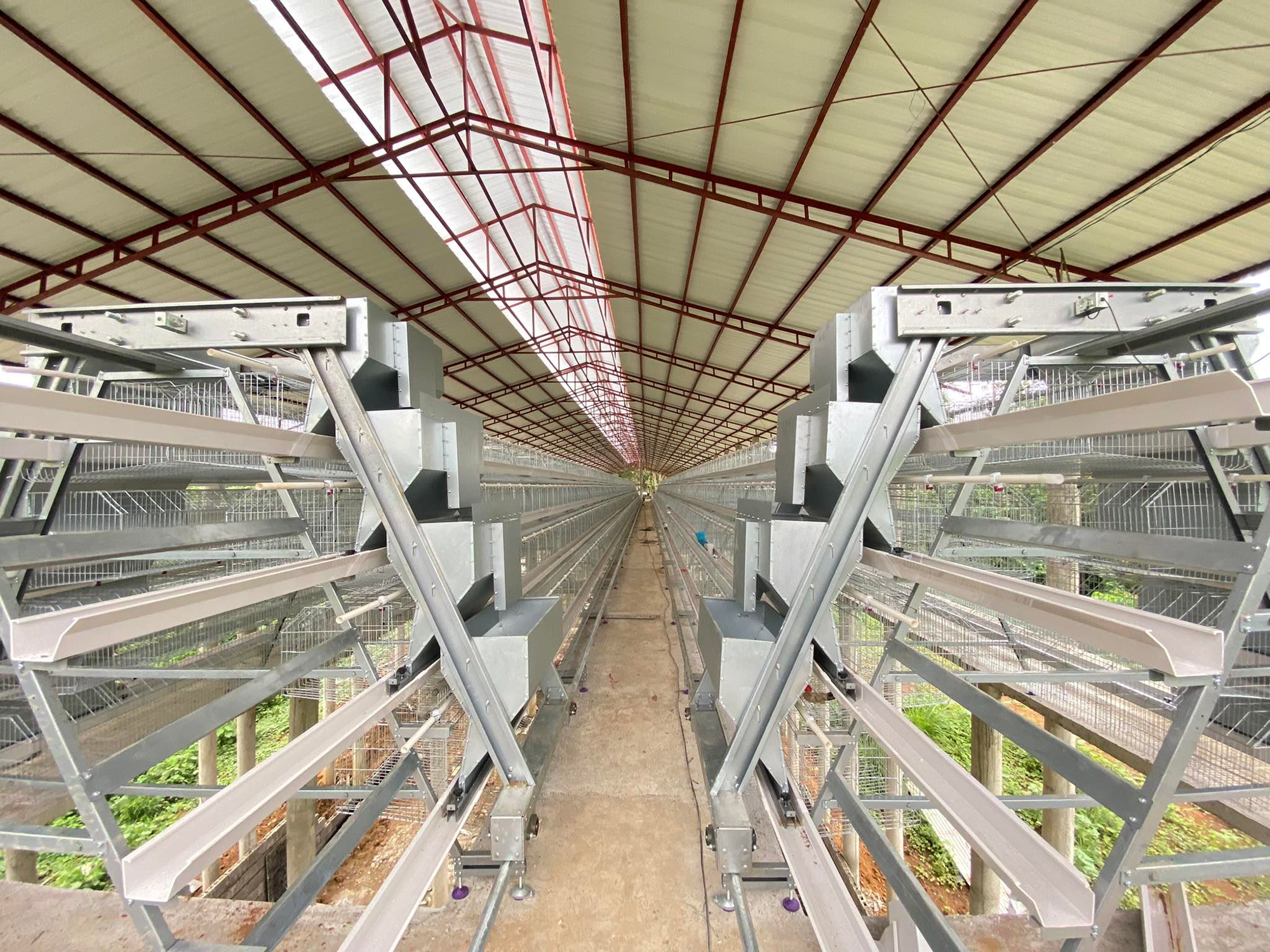 A type battery cage project in philippines automatic feeding system
