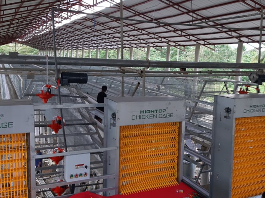 A type battery cage project in philippines automatic egg collection system