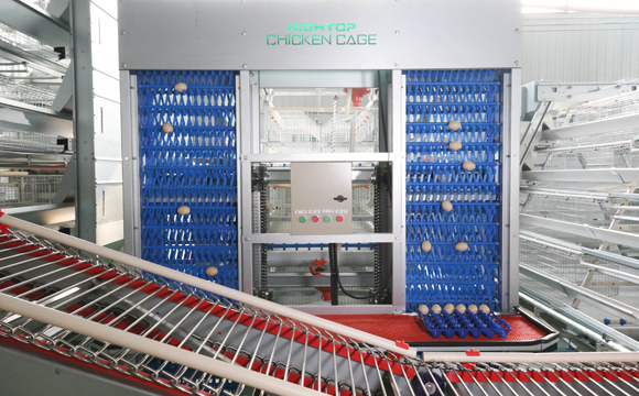 Automatic Egg Collection System
