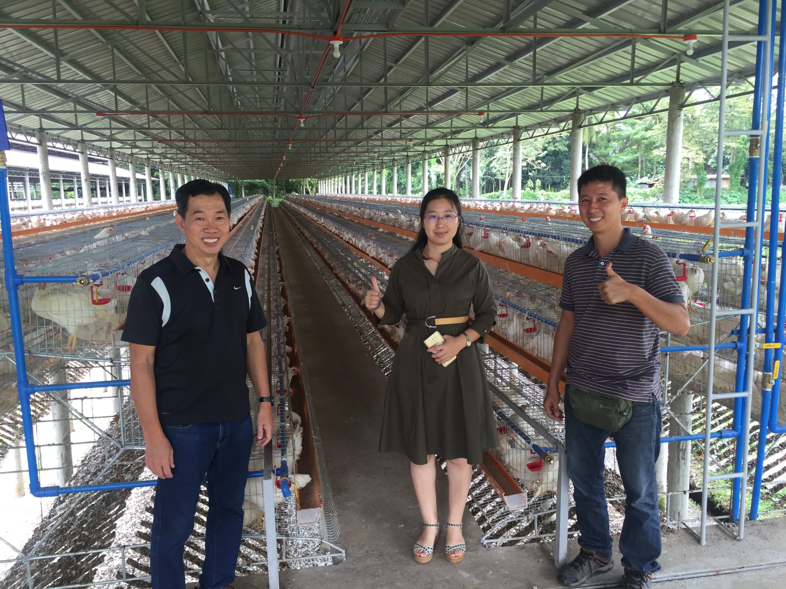 layer chicken cage in philippines customer feedback