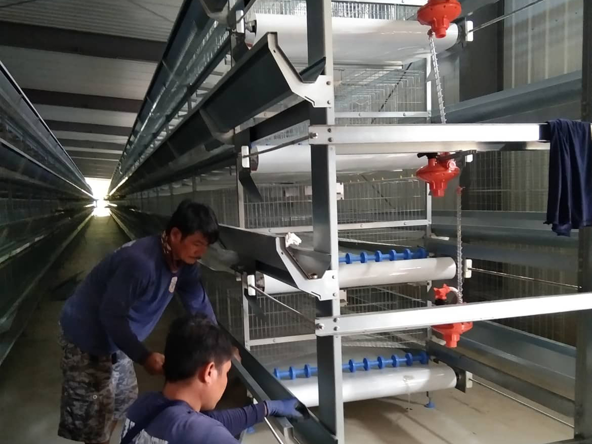 H type battery cage project in philippines installation