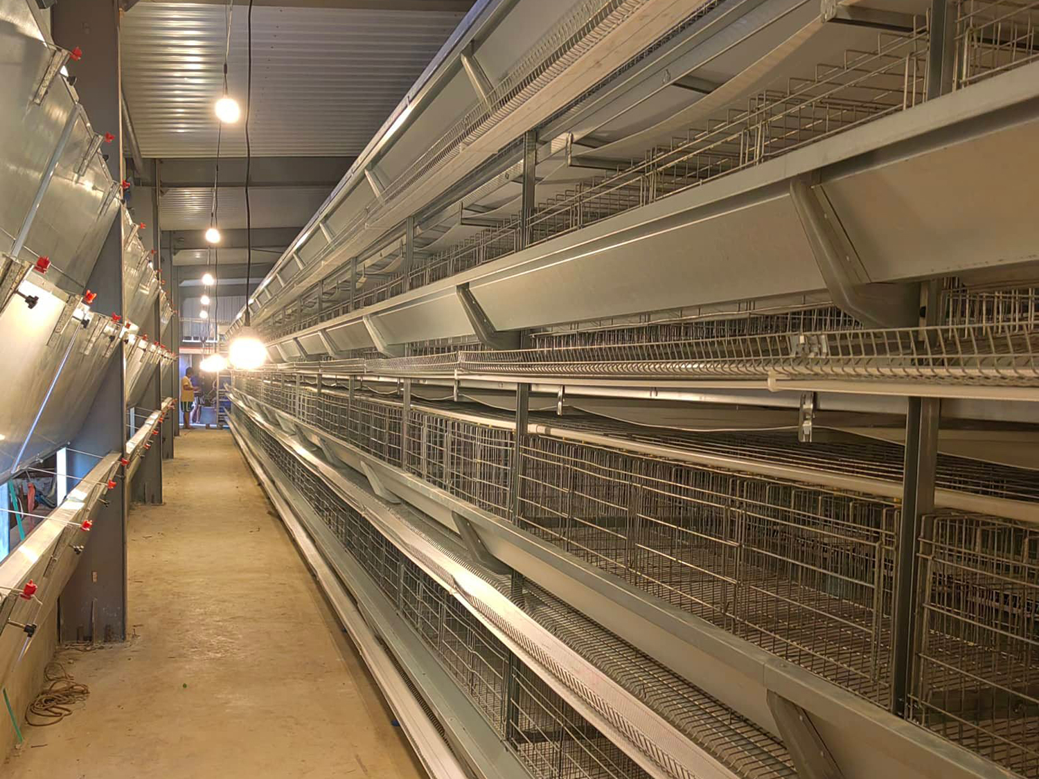 H type battery cage project in philippines lights