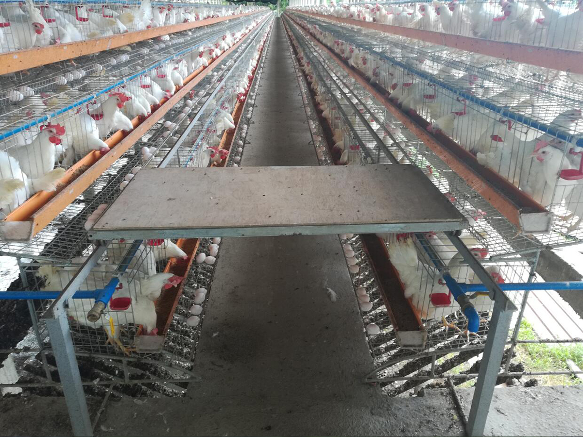 Railway on the cage for feeder and collecting eggs