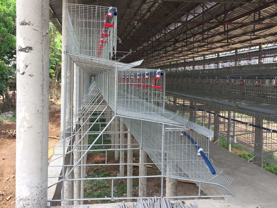 layer chicken cage in philippines chicken house