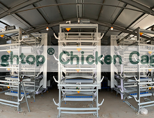 32610 Birds H Type Battery Cage Project in Philippines
