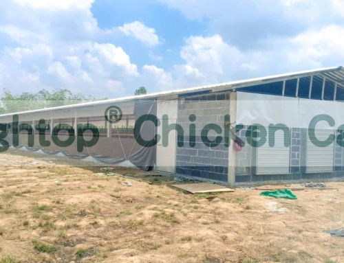 47,760 Birds H Type Battery Cage Project in Thailand