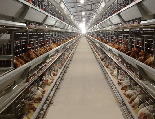 Contract Poultry Farming Companies Near Me – Transform Your Poultry Business with HIGHTOP