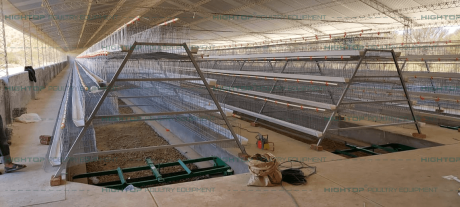 Chicken house with automatic manure removal
