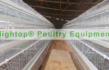 Chicken Cage Project in Uganda
