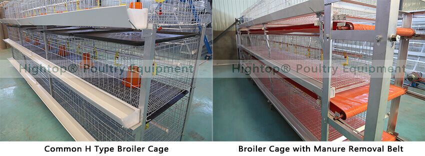 H type broiler cage with automatic manure removal belt