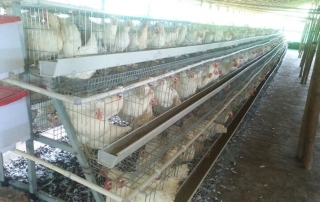chicken egg farm in India