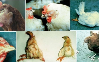 poultry disease control and prevention