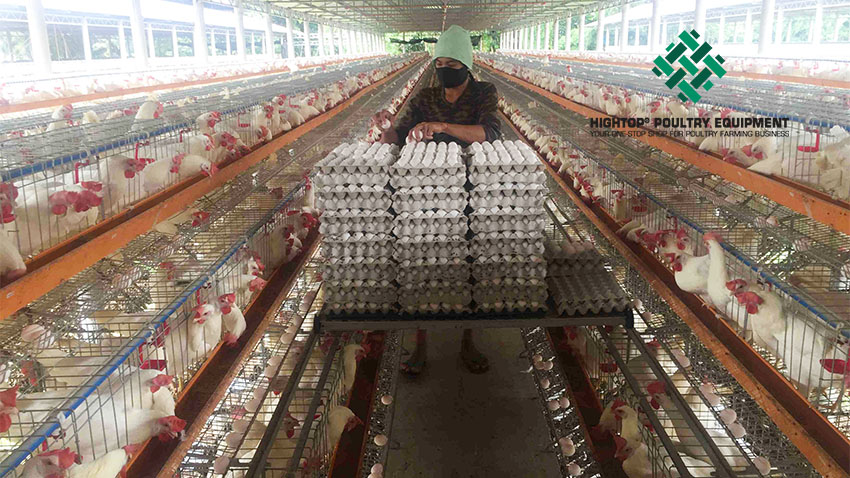 how to start poultry farming business plan in Philippines